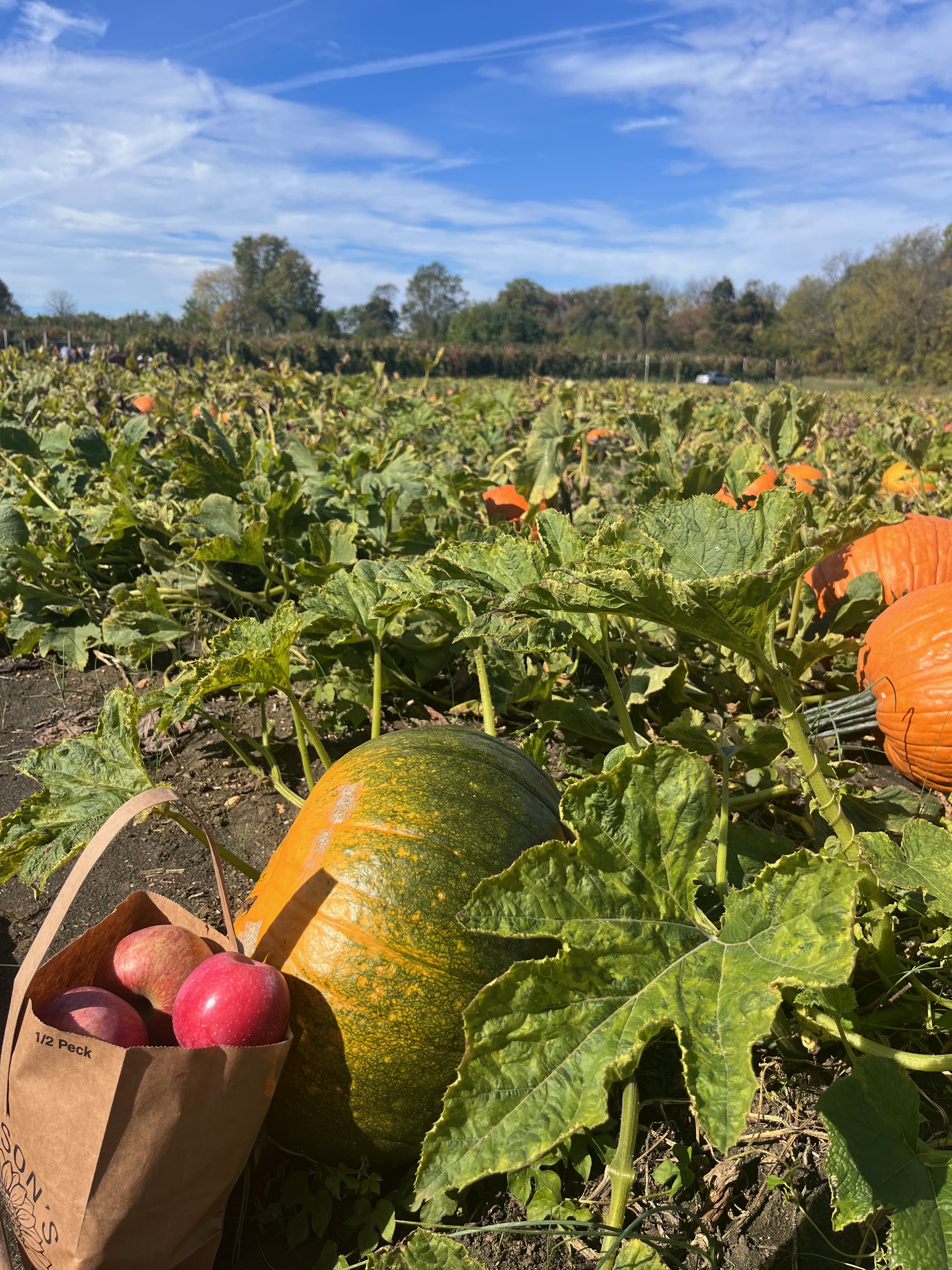 Pumpkin patch in Johnson's Locust Hall Farm